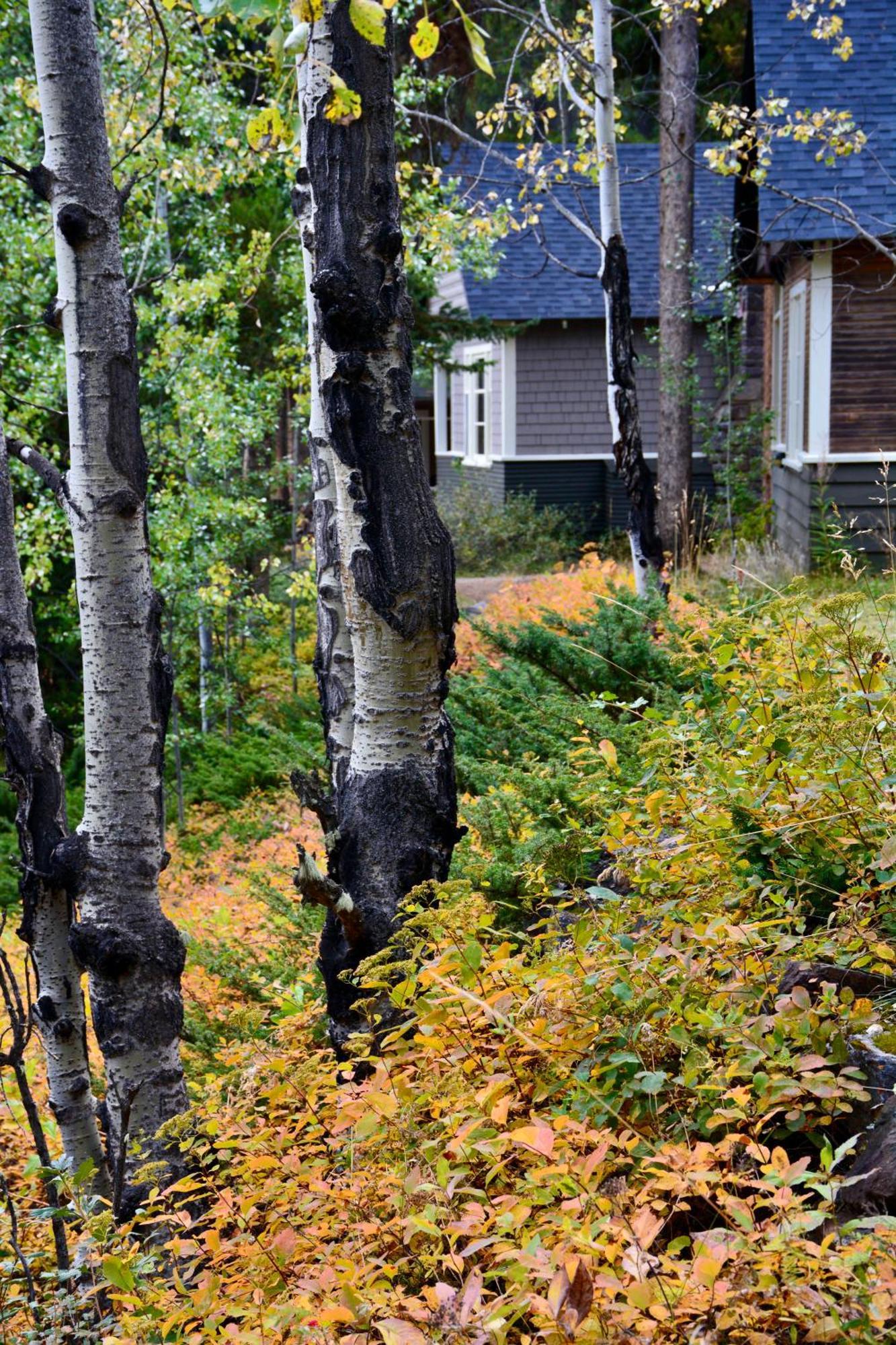 Johnston Canyon Lodge & Bungalows Castle Junction Exteriér fotografie
